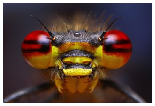 Red Damselfly 