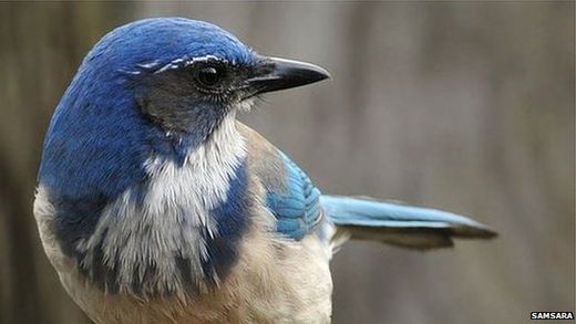 Click to enlarge bird