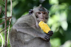 Rhesus monkey