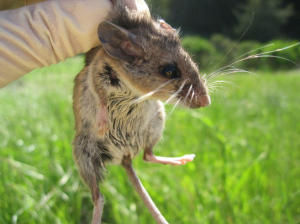 California mouse 