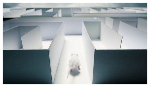 Mice in Maze
