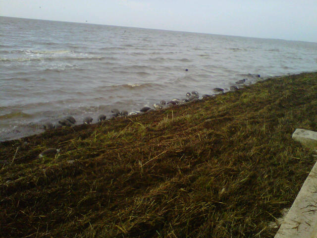 Click to enlarge Nutria Carcasses