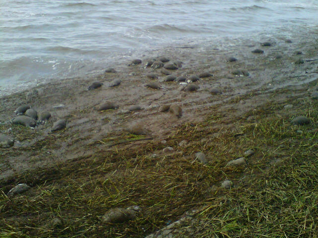 Nutria Carcasses_1