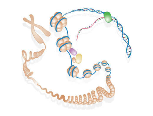 Click to enlarge Chromosome