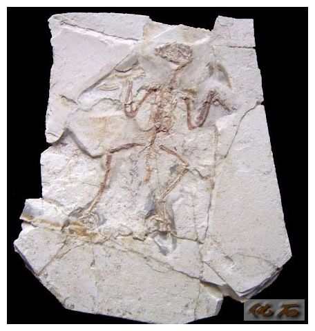 Counterfeit Fossil