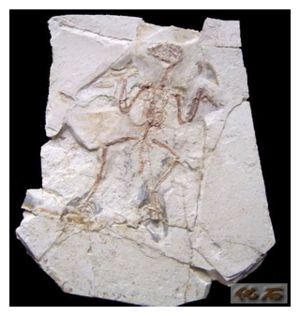 Counterfeit Fossil