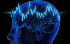 Brain