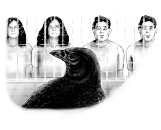 Crows
