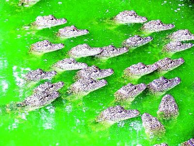 crocodiles