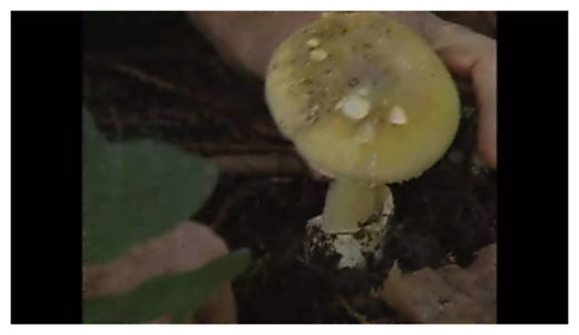 Mushroom