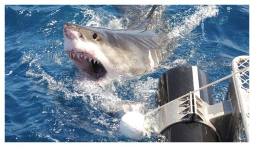 Shark