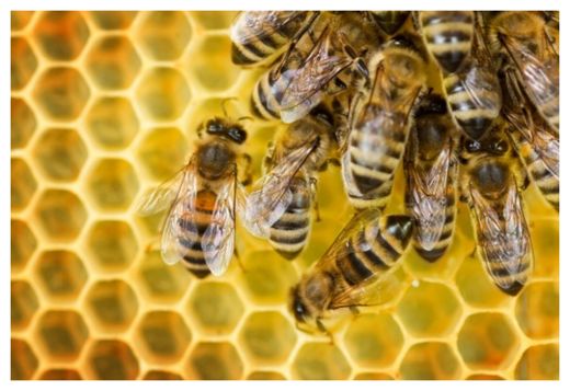 Bee Hive