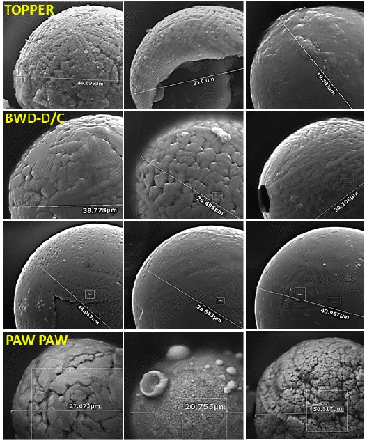 Spherules 