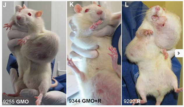 Diseased Rats