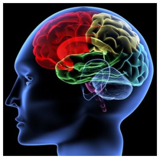 Brain
