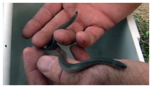 Two Headed Snake