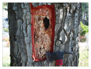 Damaged Oak Tree