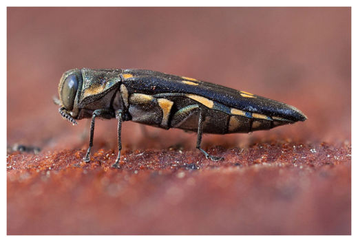 Oak Borer