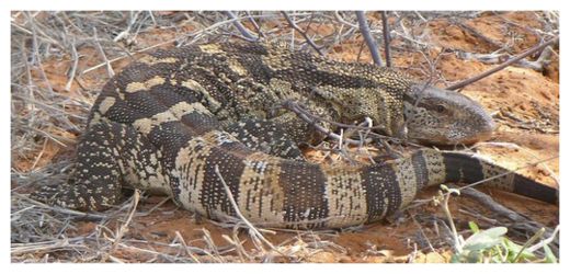 Monitor Lizard