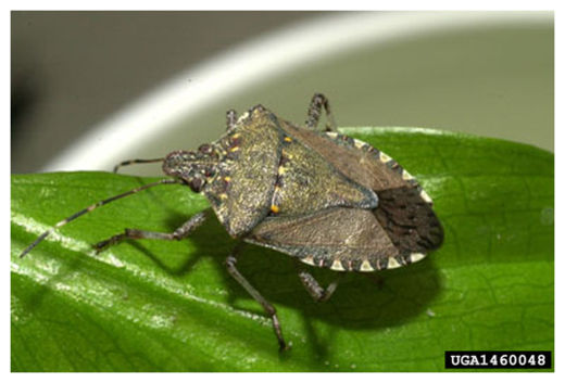 Click to enlarge Stink Bug