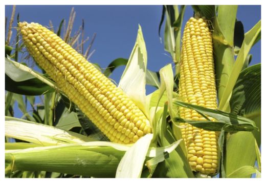 GMO Corn