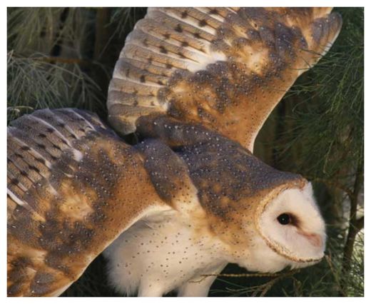 Barred Owl