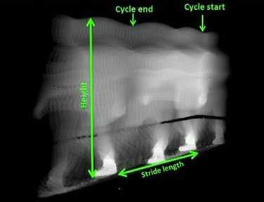 Click to enlarge gait cycle