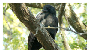 Click to enlarge Walter the Crow