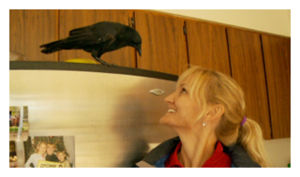 Click to enlarge Walter the Crow_2