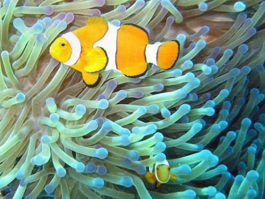 Click to enlarge blow fish
