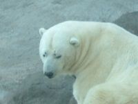 polar bear
