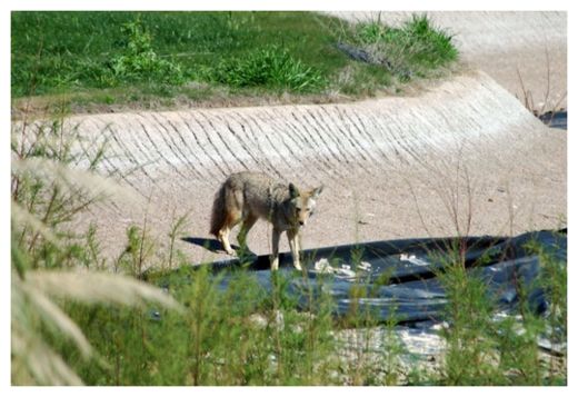 Coyote