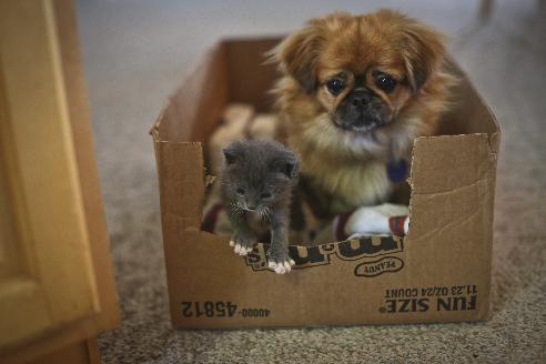Bootsie and Mittens