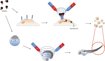 Click to enlarge Magnets to Kill Cancer Cells