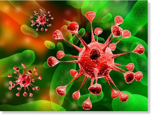 Naegleria fowleri