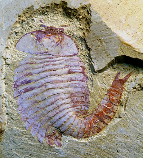 Fossil