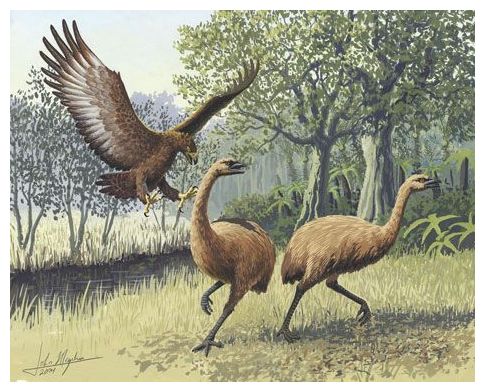 Moa