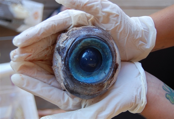 Eyeball?