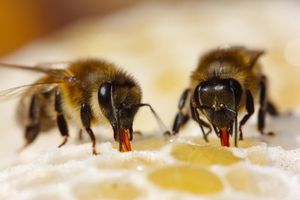 Zombie Bees