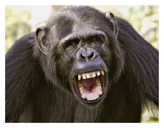 Great Ape