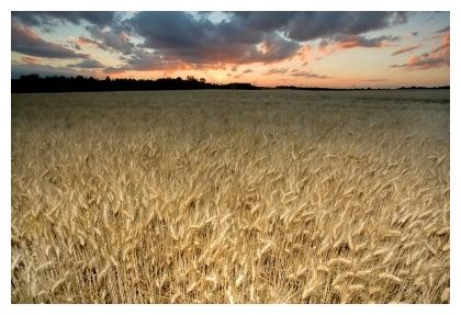 Click to enlarge Wheat