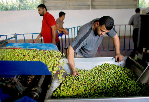A Palestinian processor guides freshly harvested olives into an olive press