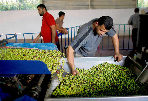 Click to enlarge A Palestinian processor guides freshly harvested olives into an olive press