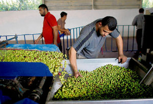 Click to enlarge A Palestinian processor guides freshly harvested olives into an olive press
