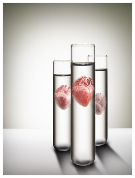 Human Organs