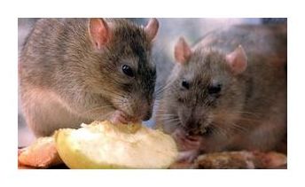 Rats