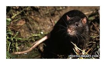 Click to enlarge Another Rat