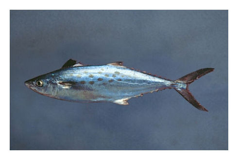 Atlantic Spanish Mackerel