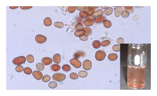 Click to enlarge Blood Rain