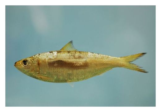 Click to enlarge Sardine